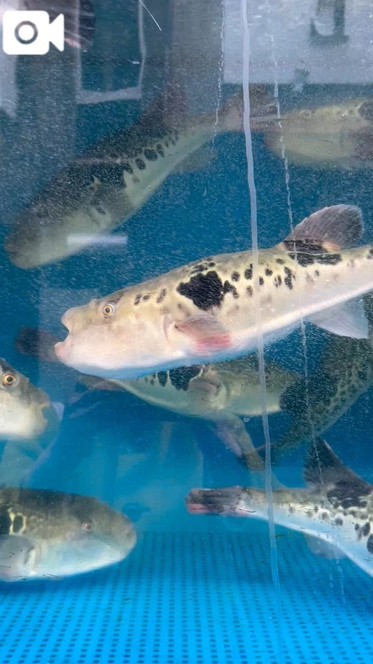 もぉ〜寝ましょ寝ましょ笑笑｜写メ日記｜ことぶき｜池袋 人妻デリヘル 池袋おかあさん