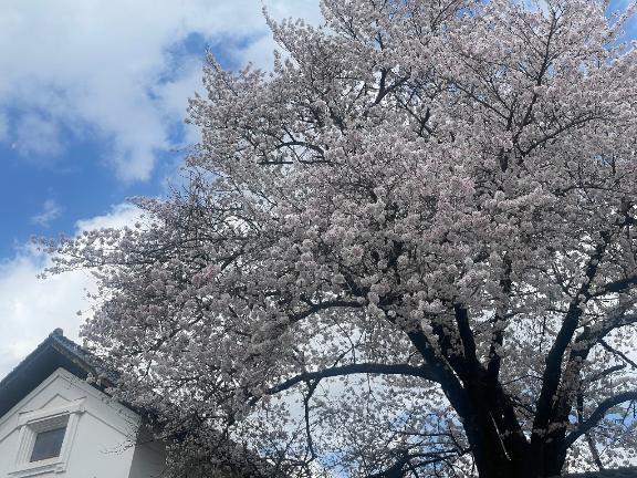 満開｜写メ日記｜こころ｜池袋 人妻デリヘル 池袋おかあさん