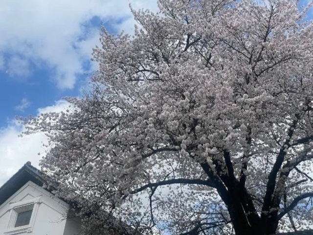 🌸満開🌸｜写メ日記｜こころ｜池袋 人妻デリヘル 池袋おかあさん