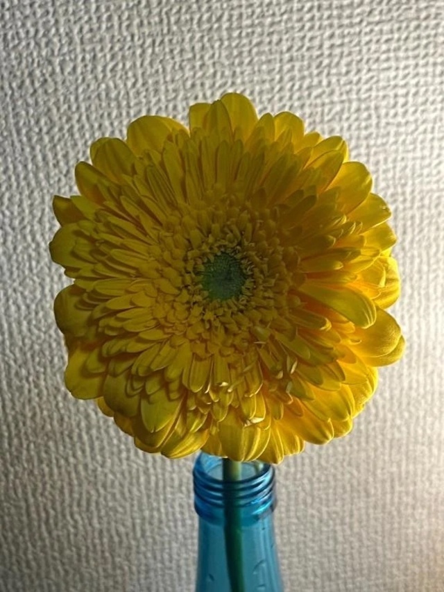 お休みします｜写メ日記｜はな｜池袋 人妻デリヘル 池袋おかあさん