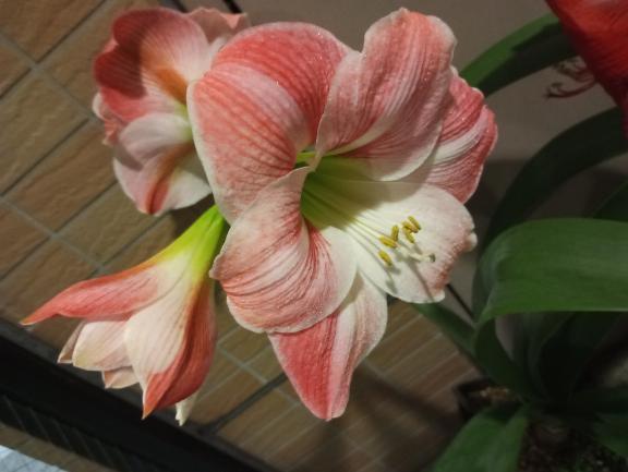 お花だらけ〜❤️｜写メ日記｜けいな｜池袋 人妻デリヘル 池袋おかあさん