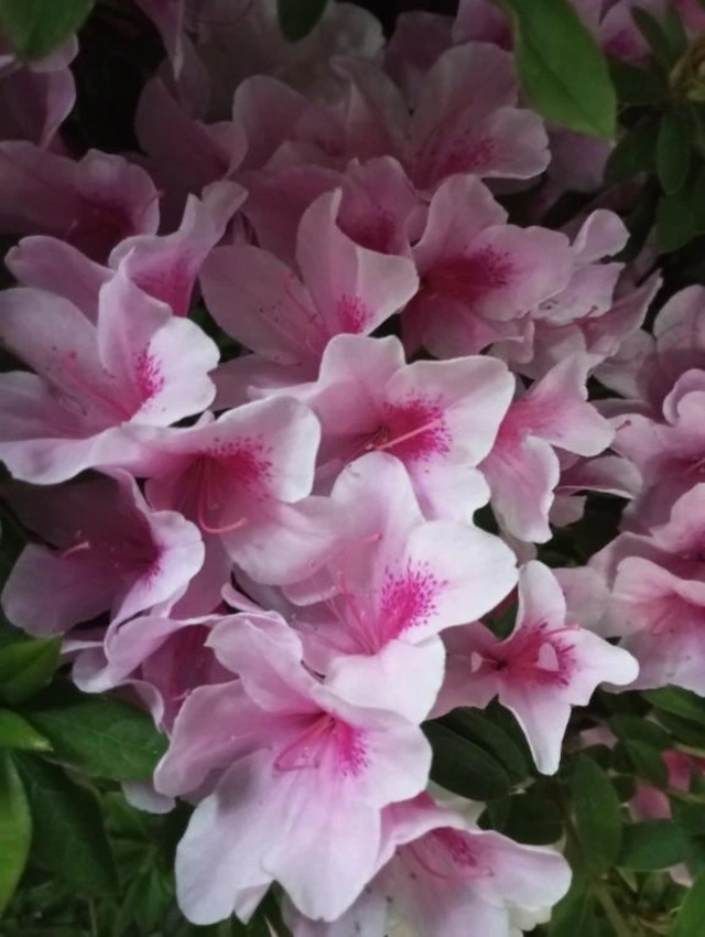 【お礼写メ日記】口コミのテツ様へ💗｜写メ日記｜けいな｜池袋 人妻デリヘル 池袋おかあさん