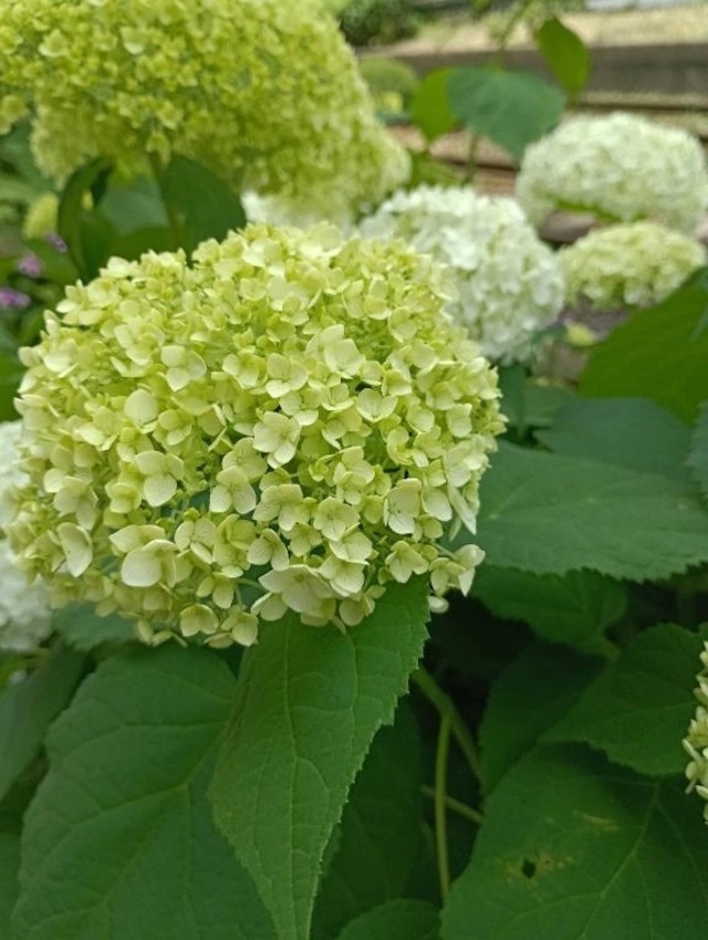 出勤しました｜写メ日記｜はなえ｜池袋 人妻デリヘル 池袋おかあさん