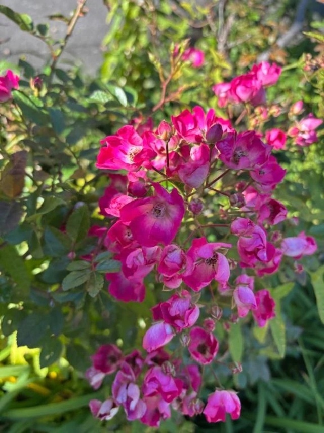 出勤致しました✨