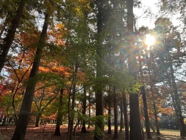 出勤致します✨｜写メ日記｜みさき｜池袋 人妻デリヘル 池袋おかあさん