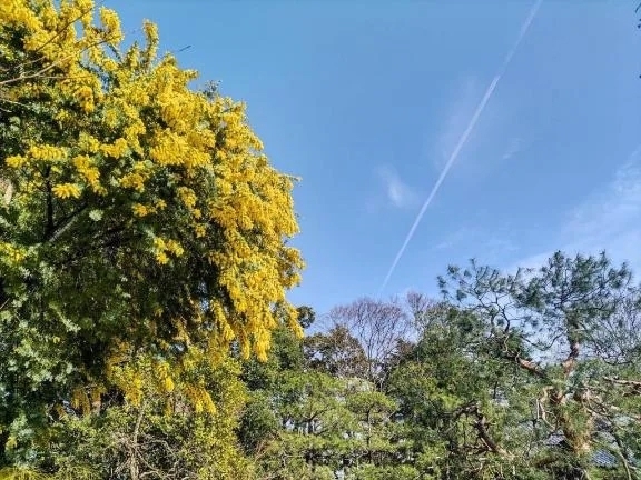 出勤いたしました✨｜写メ日記｜みさき｜池袋 人妻デリヘル 池袋おかあさん