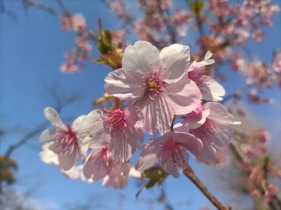 出勤致します🌸｜写メ日記｜みさき｜池袋 人妻デリヘル 池袋おかあさん