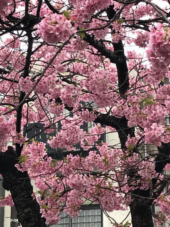 さくら🌸｜写メ日記｜さき｜池袋 人妻デリヘル 池袋おかあさん