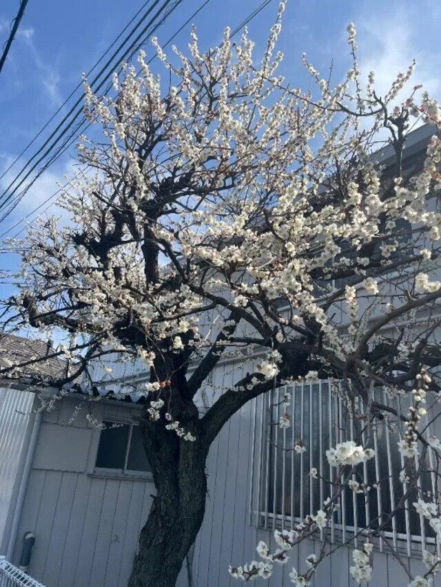 3月になりました😊｜写メ日記｜ふみか｜池袋 人妻デリヘル 池袋おかあさん