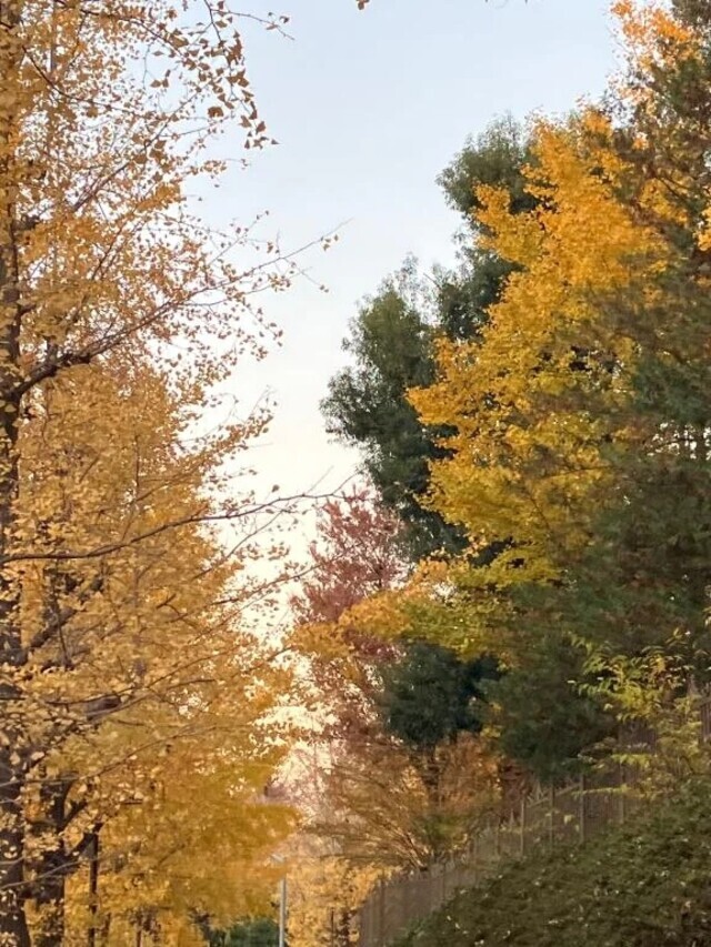 満月の夜🌙｜写メ日記｜ましろ｜池袋 人妻デリヘル 池袋おかあさん