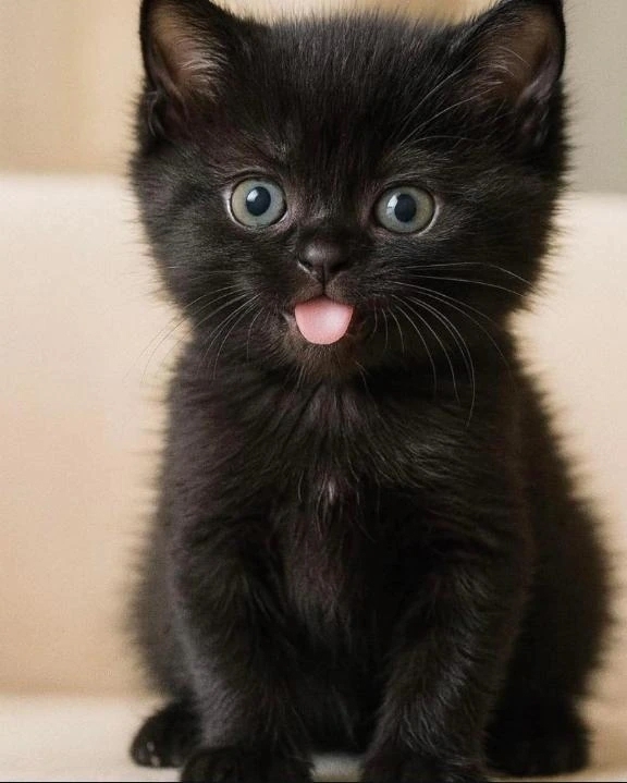 ボブ〜ショート！｜写メ日記｜そのみ｜池袋 人妻デリヘル 池袋おかあさん