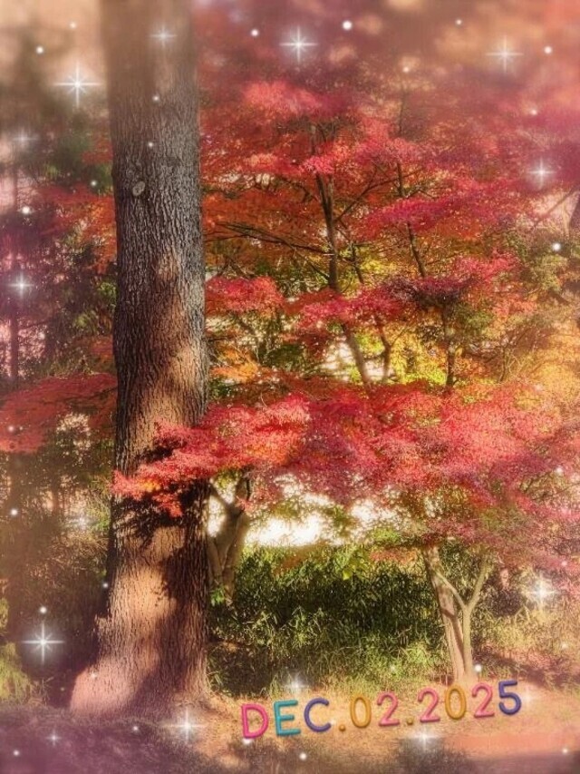 緑🎄は眼にいい🌿｜写メ日記｜ゆめ｜池袋 人妻デリヘル 池袋おかあさん