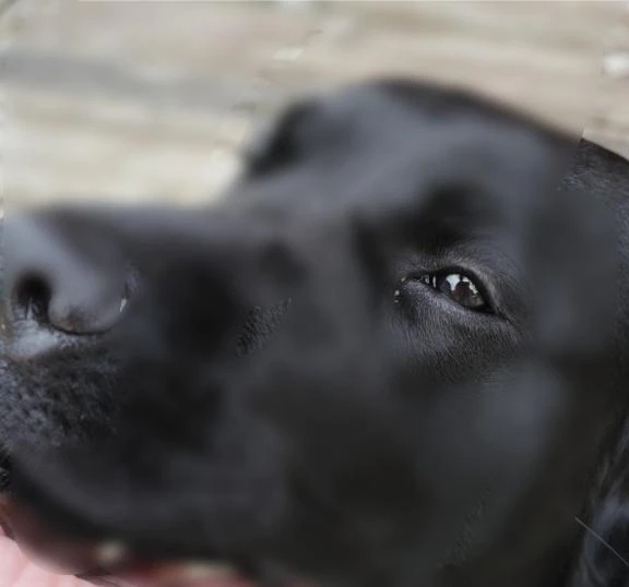 幸せな散歩🐶｜写メ日記｜ひかりえ｜池袋 人妻デリヘル 池袋おかあさん