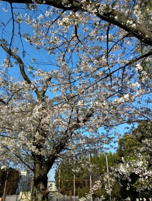 花散らしの雨ですが｜写メ日記｜まりこ｜池袋 人妻デリヘル 池袋おかあさん