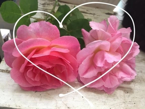 (๑ˊ͈ ꇴ ˋ͈)ꕤおはよーꕤ｜写メ日記｜みわこ｜池袋 人妻デリヘル 池袋おかあさん