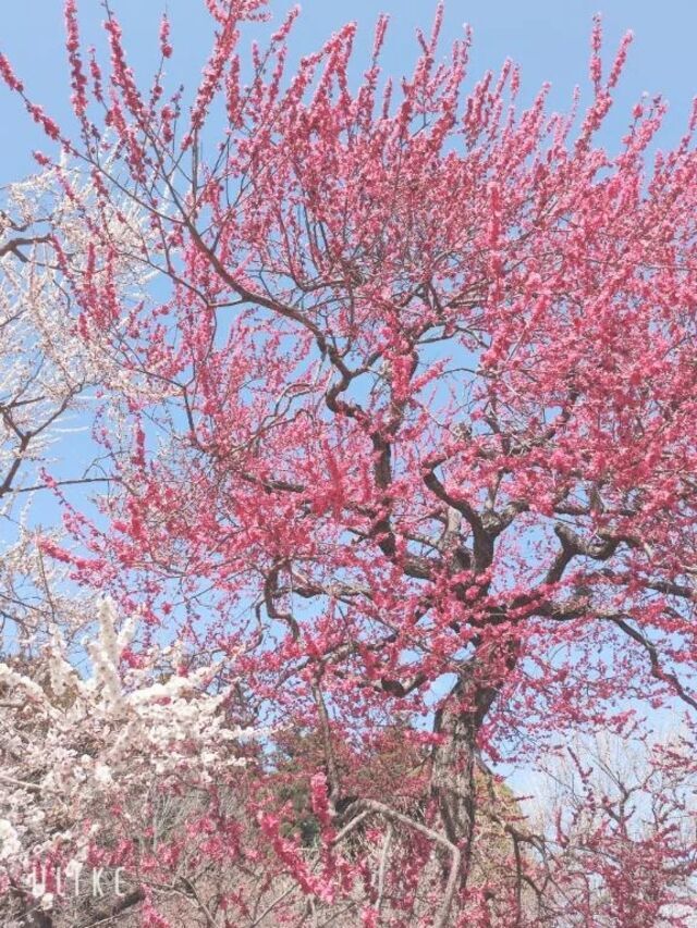 週末に｜写メ日記｜おとは｜池袋 人妻デリヘル 池袋おかあさん