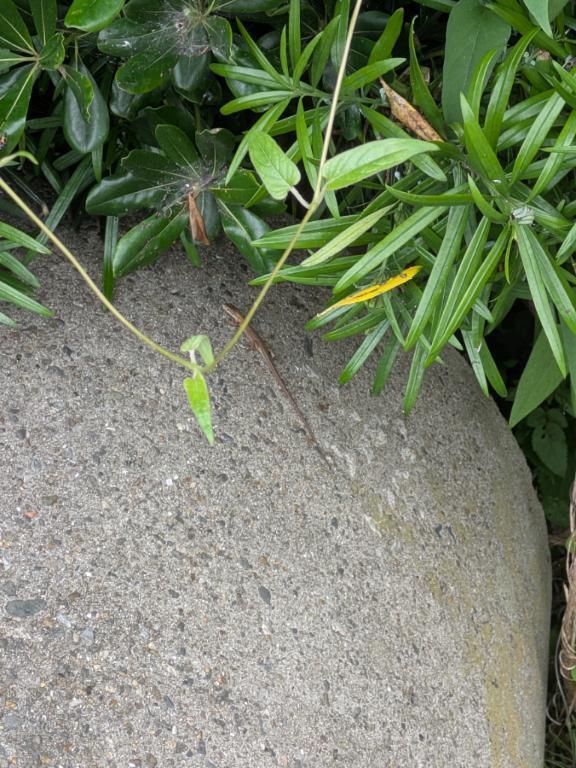 わからん。。。｜写メ日記｜八木｜池袋 一般デリヘル 池袋デッドボール