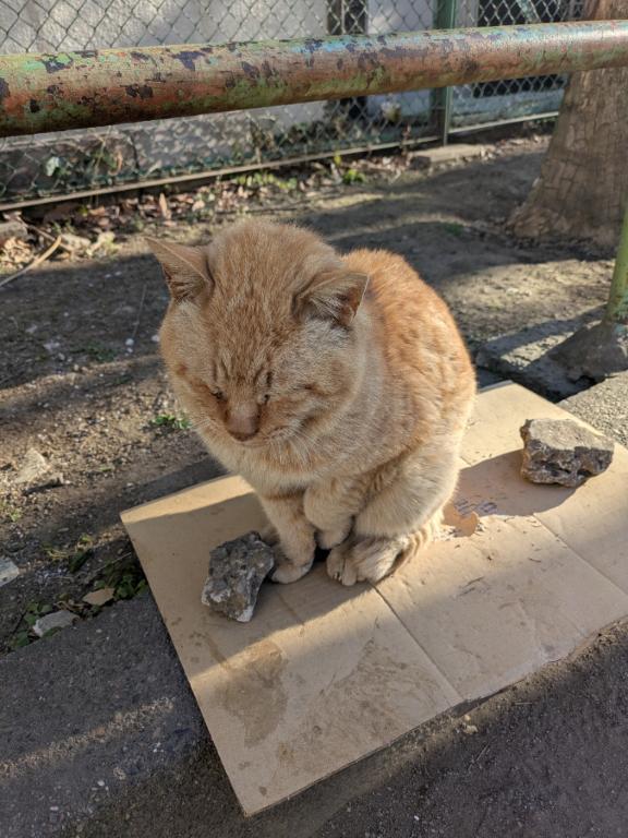 明日、出場します！｜写メ日記｜八木｜池袋 一般デリヘル 池袋デッドボール