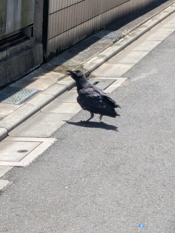 鳥だって暑いよ、黒けりゃ尚さら｜写メ日記｜八木｜池袋 一般デリヘル 池袋デッドボール