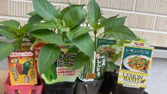 本日お休みです