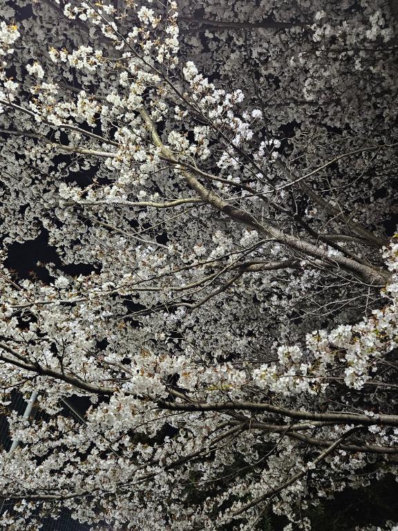 桜🌸｜写メ日記｜津森｜池袋 一般デリヘル 池袋デッドボール