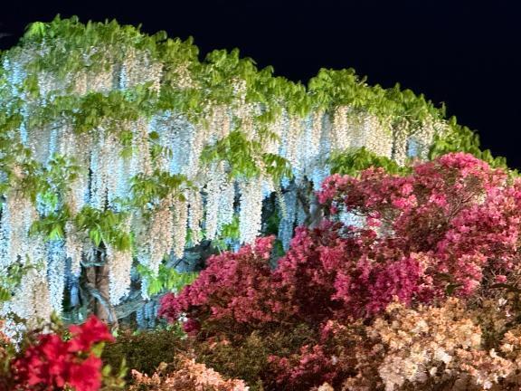 雨☔️やむかな｜写メ日記｜バニスター｜池袋 一般デリヘル 池袋デッドボール