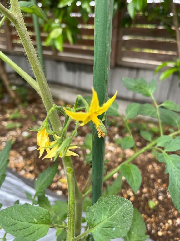 土曜日昼から出勤します