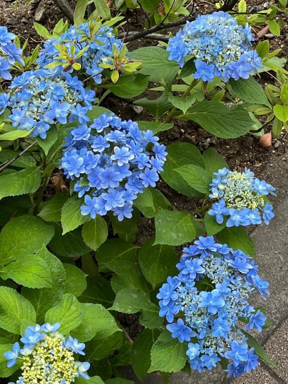 有難うございます｜写メ日記｜桧山(ひやま)｜池袋 一般デリヘル 池袋デッドボール
