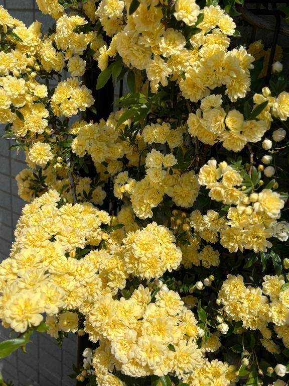有難うございます｜写メ日記｜桧山(ひやま)｜池袋 一般デリヘル 池袋デッドボール
