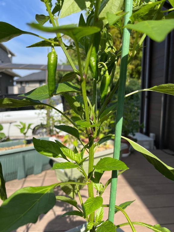 おはようございます｜写メ日記｜桧山(ひやま)｜池袋 一般デリヘル 池袋デッドボール