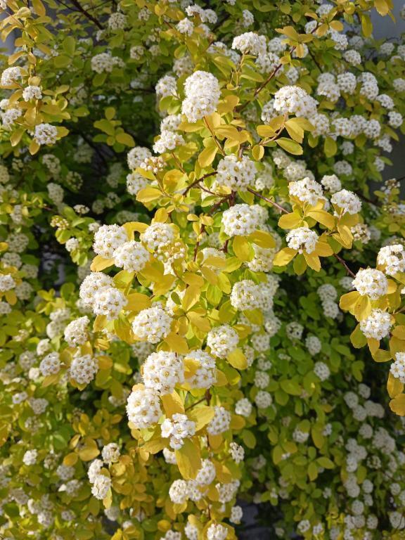 明日は午後２時～出勤します❤️💛｜写メ日記｜上園（うえぞの）｜池袋 一般デリヘル 池袋デッドボール