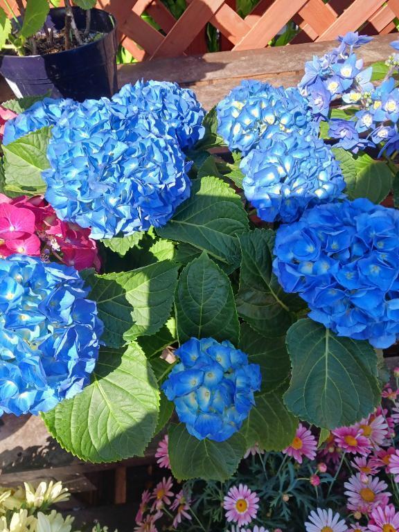 上園からのお願いです😍💛❤️｜写メ日記｜上園（うえぞの）｜池袋 一般デリヘル 池袋デッドボール