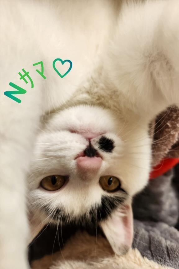 Nサマへ再会のお礼です｜写メ日記｜畔柳(くろやなぎ)｜池袋 一般デリヘル 池袋デッドボール