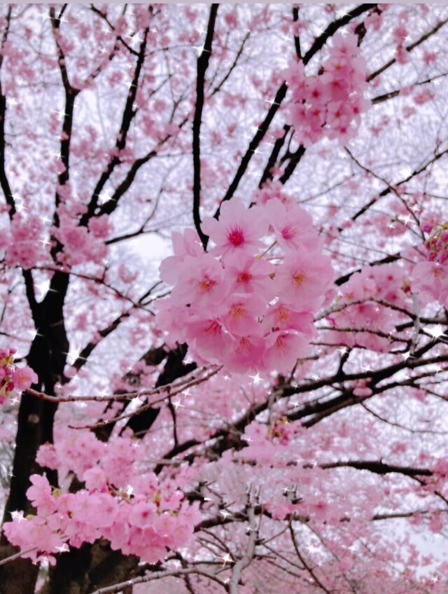 出会いの春