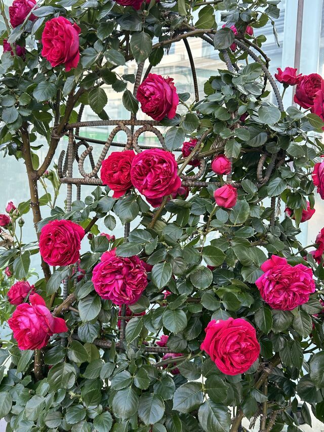 薔薇｜写メ日記｜美浜｜大塚・巣鴨 人妻デリヘル 不倫妻の誘惑