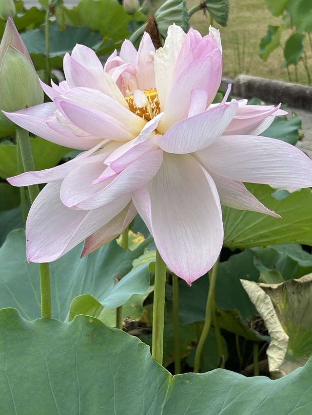 お盆休み｜写メ日記｜美浜｜大塚・巣鴨 人妻デリヘル 不倫妻の誘惑