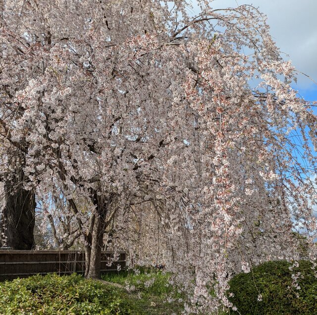 (*^^*)🎵｜写メ日記｜平松｜大塚・巣鴨 人妻デリヘル 不倫妻の誘惑