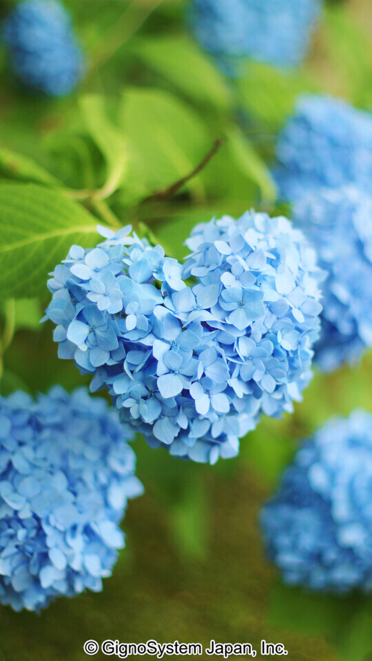 (*^^*)｜写メ日記｜平松｜大塚・巣鴨 人妻デリヘル 不倫妻の誘惑