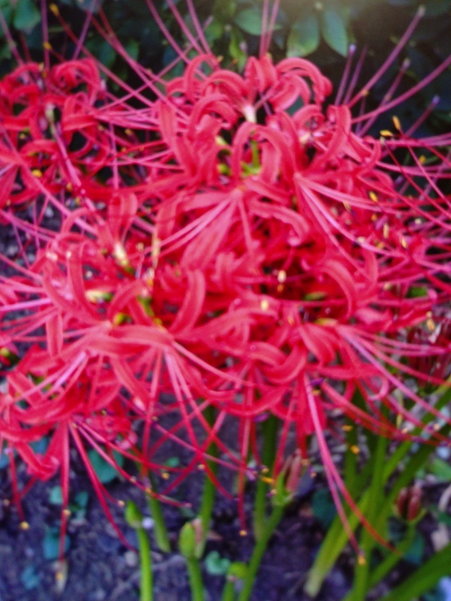 平松です｜写メ日記｜平松｜大塚・巣鴨 人妻デリヘル 不倫妻の誘惑