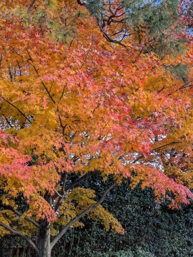 ちょっと久しぶり🌿｜写メ日記｜平松｜大塚・巣鴨 人妻デリヘル 不倫妻の誘惑