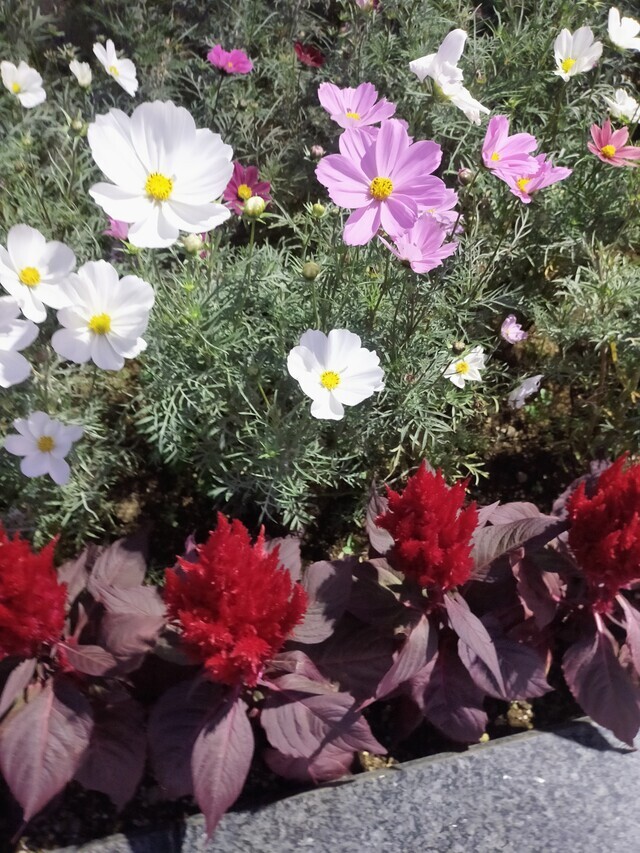 🍁本日出勤🌹｜写メ日記｜篠崎｜大塚・巣鴨 人妻デリヘル 不倫妻の誘惑