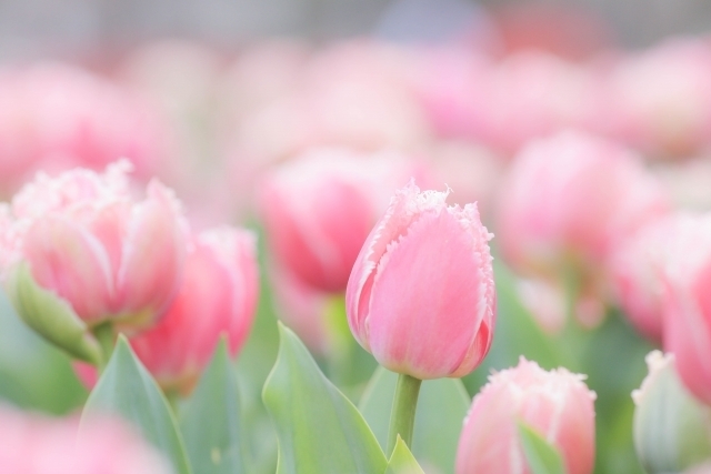 ありがとうございます