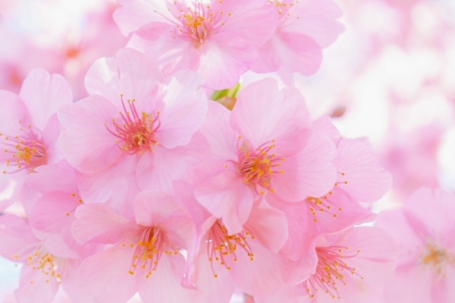 早くみたいです｜写メ日記｜君島｜大塚・巣鴨 人妻デリヘル 不倫妻の誘惑