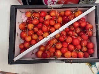 今シーズン初