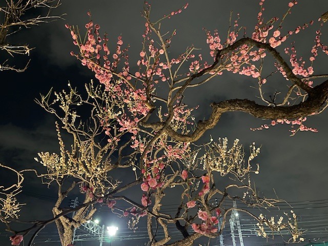 今日は…｜写メ日記｜井上｜鶯谷 人妻デリヘル 熟らぶ