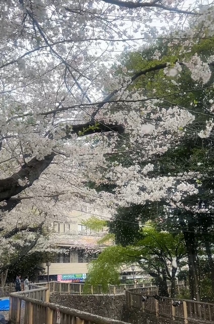 おはようございます｜写メ日記｜立花｜鶯谷 人妻デリヘル 熟らぶ