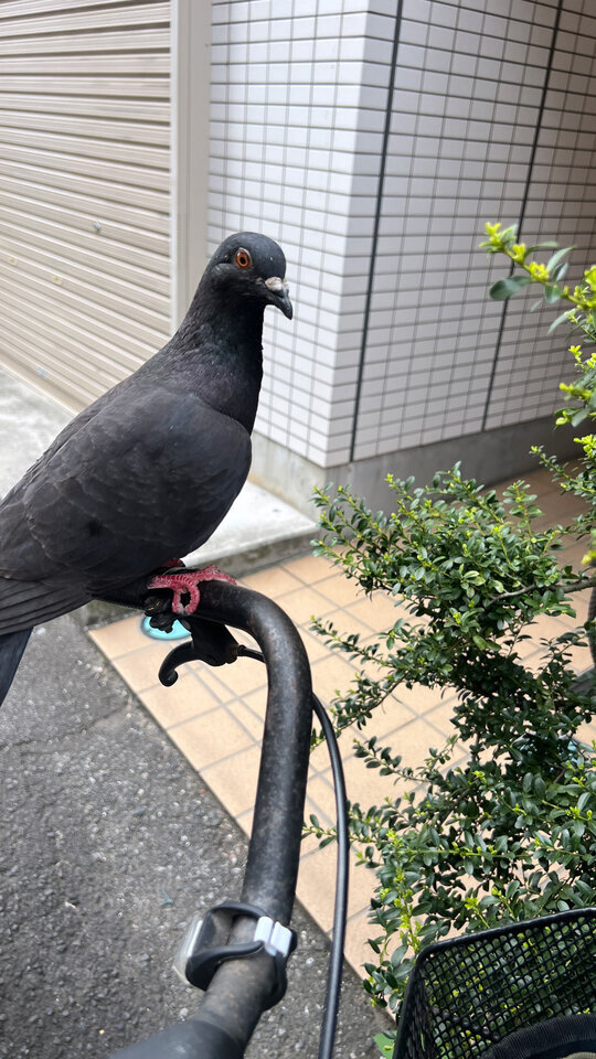 いつかのハト軍曹｜写メ日記｜立花｜鶯谷 人妻デリヘル 熟らぶ