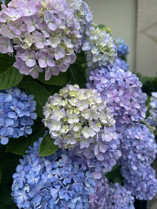 初めまして☔️｜写メ日記｜小川｜鶯谷 人妻デリヘル 熟らぶ