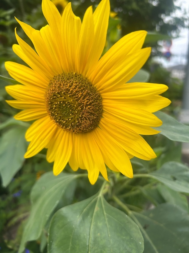 猛暑🥵｜写メ日記｜小川｜鶯谷 人妻デリヘル 熟らぶ