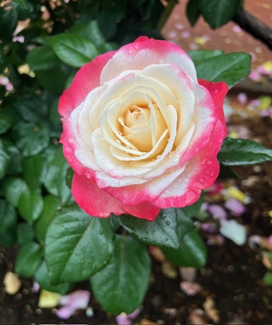 おはようございます☀｜写メ日記｜里田｜鶯谷 人妻デリヘル 熟らぶ